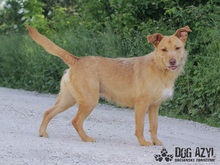 MYSTIC, Hund, Mischlingshund in Slowakische Republik - Bild 24
