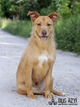MYSTIC, Hund, Mischlingshund in Slowakische Republik - Bild 25