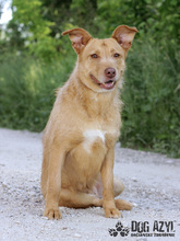 MYSTIC, Hund, Mischlingshund in Slowakische Republik - Bild 27