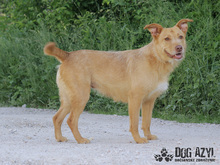 MYSTIC, Hund, Mischlingshund in Slowakische Republik - Bild 28