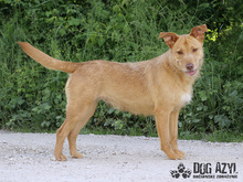 MYSTIC, Hund, Mischlingshund in Slowakische Republik - Bild 29