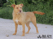 MYSTIC, Hund, Mischlingshund in Slowakische Republik - Bild 31