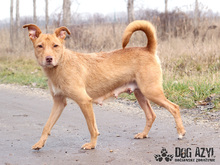 MYSTIC, Hund, Mischlingshund in Slowakische Republik - Bild 4