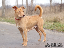 MYSTIC, Hund, Mischlingshund in Slowakische Republik - Bild 5