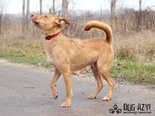 MYSTIC, Hund, Mischlingshund in Slowakische Republik - Bild 6