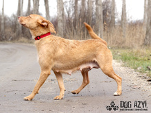 MYSTIC, Hund, Mischlingshund in Slowakische Republik - Bild 7