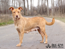 MYSTIC, Hund, Mischlingshund in Slowakische Republik - Bild 8