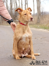 MYSTIC, Hund, Mischlingshund in Slowakische Republik - Bild 9