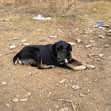 AMY, Hund, Mischlingshund in Griechenland - Bild 10