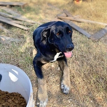 AMY, Hund, Mischlingshund in Griechenland - Bild 11
