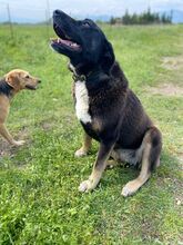 AMY, Hund, Mischlingshund in Griechenland - Bild 4