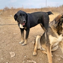 AMY, Hund, Mischlingshund in Griechenland - Bild 6