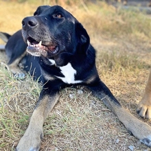 AMY, Hund, Mischlingshund in Griechenland - Bild 8