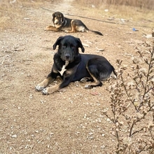 AMY, Hund, Mischlingshund in Griechenland - Bild 9