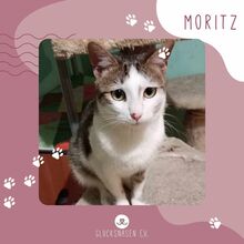 MORITZ, Katze, Europäisch Kurzhaar in Bulgarien