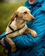 ESME, Hund, Mischlingshund in Ungarn - Bild 2