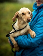 ESME, Hund, Mischlingshund in Ungarn - Bild 3