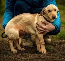 ESME, Hund, Mischlingshund in Ungarn - Bild 4