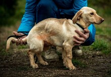ESME, Hund, Mischlingshund in Ungarn - Bild 5