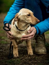 ESME, Hund, Mischlingshund in Ungarn - Bild 6