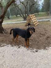 ROCKY, Hund, Griechische Bracke in Griechenland - Bild 1