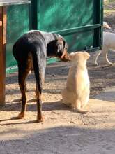 ROCKY, Hund, Griechische Bracke in Griechenland - Bild 3
