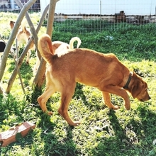 LOKI, Hund, Mischlingshund in Griechenland - Bild 12