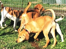 LOKI, Hund, Mischlingshund in Griechenland - Bild 15
