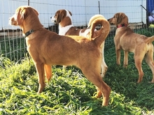 LOKI, Hund, Mischlingshund in Griechenland - Bild 16