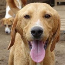 LOKI, Hund, Mischlingshund in Griechenland - Bild 17
