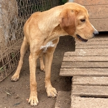 LOKI, Hund, Mischlingshund in Griechenland - Bild 22