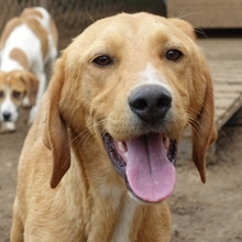 LOKI, Hund, Mischlingshund in Griechenland - Bild 23
