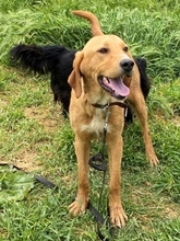 LOKI, Hund, Mischlingshund in Griechenland - Bild 24