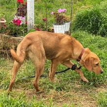 LOKI, Hund, Mischlingshund in Griechenland - Bild 25