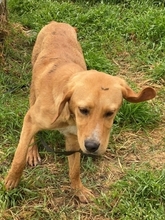 LOKI, Hund, Mischlingshund in Griechenland - Bild 29