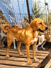LOKI, Hund, Mischlingshund in Griechenland - Bild 31