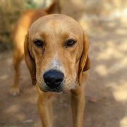 LOKI, Hund, Mischlingshund in Griechenland - Bild 33