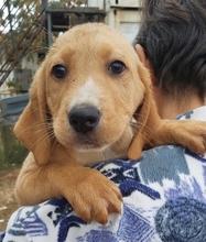 LOKI, Hund, Mischlingshund in Griechenland - Bild 9