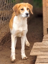 LONY, Hund, Mischlingshund in Griechenland - Bild 1
