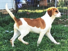 LONY, Hund, Mischlingshund in Griechenland - Bild 10