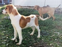 LONY, Hund, Mischlingshund in Griechenland - Bild 14