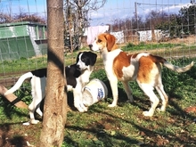 LONY, Hund, Mischlingshund in Griechenland - Bild 18