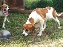 LONY, Hund, Mischlingshund in Griechenland - Bild 19