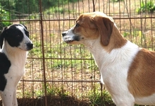 LONY, Hund, Mischlingshund in Griechenland - Bild 20