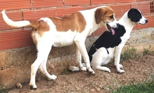 LONY, Hund, Mischlingshund in Griechenland - Bild 21