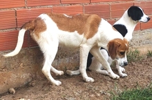 LONY, Hund, Mischlingshund in Griechenland - Bild 22