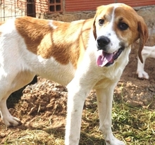 LONY, Hund, Mischlingshund in Griechenland - Bild 23