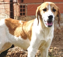 LONY, Hund, Mischlingshund in Griechenland - Bild 24