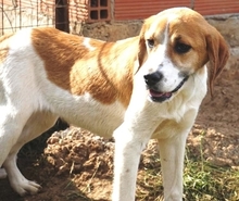 LONY, Hund, Mischlingshund in Griechenland - Bild 25