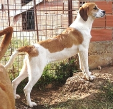 LONY, Hund, Mischlingshund in Griechenland - Bild 26